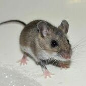 Обработка мышей