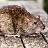 Обработка крыс