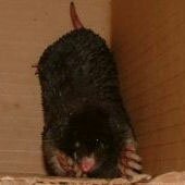 Обработка кротов